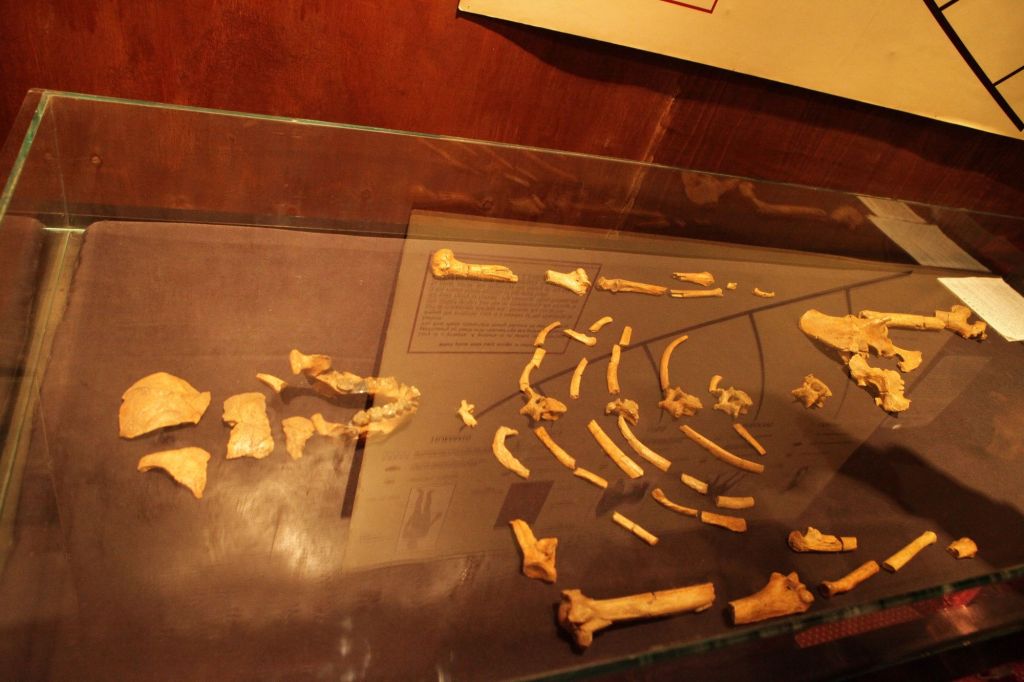 “ลูซี่” ผู้หญิงคนแรกในความทรงจำของมนุษยชาติ