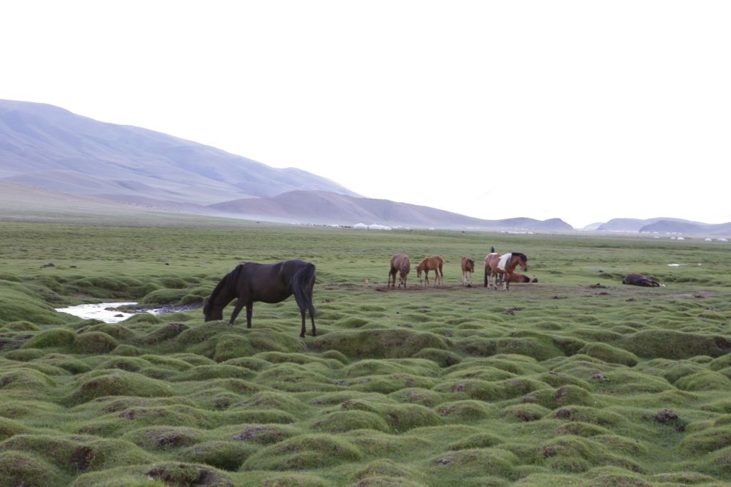 ลมหายใจแห่งสเตปป์: การเดินทางที่ไร้เส้นทาง