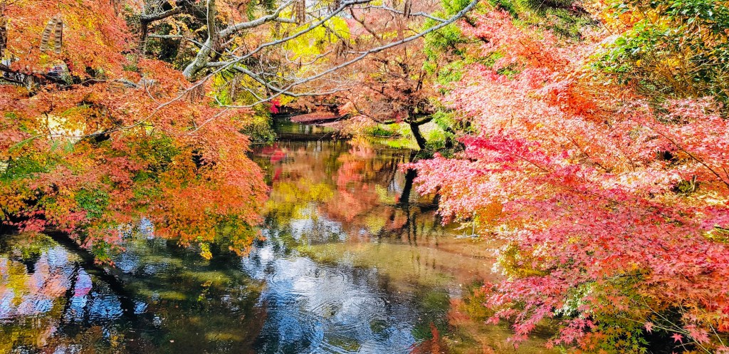 Autumn Leaves in&nbsp;Yufu-Shi