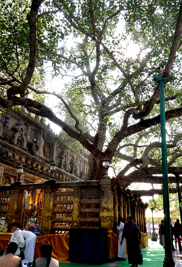 ต้นศรีมหาโพธิ์ พุทธคยา 9 ธันวาคม 2013