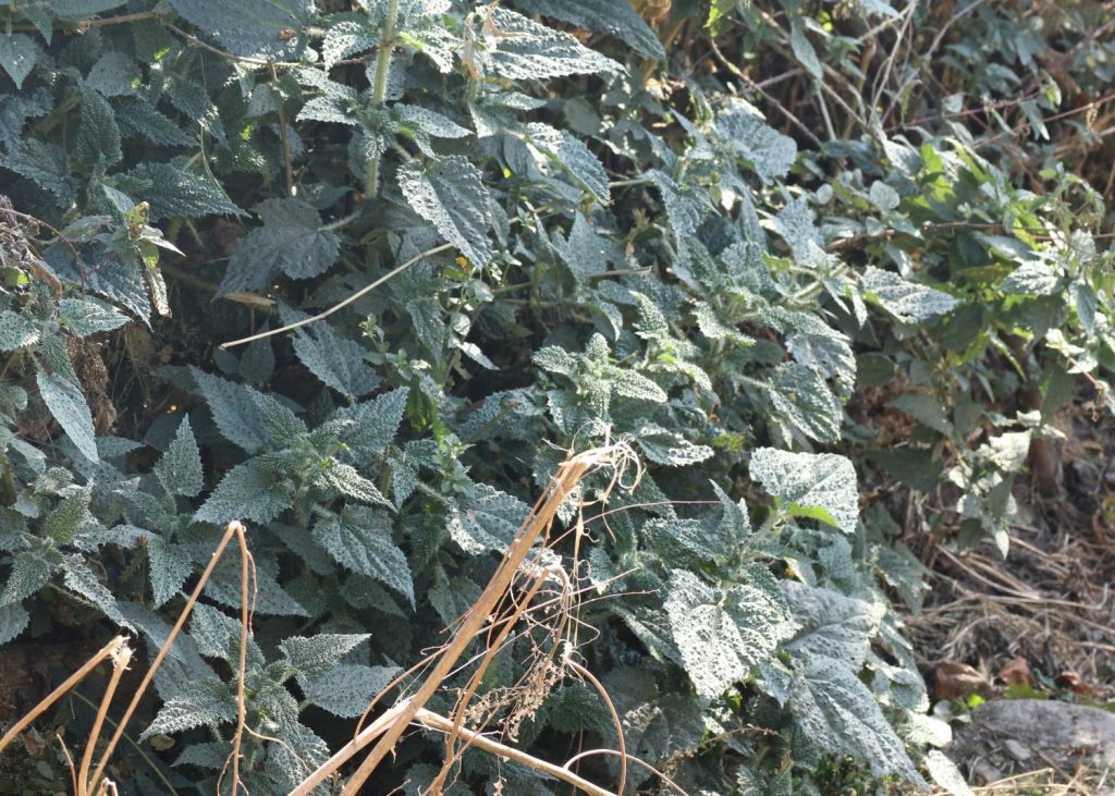 ต้นเนทเทิล หรือใบตำแย อาหารของวรรณะจัณฑาล