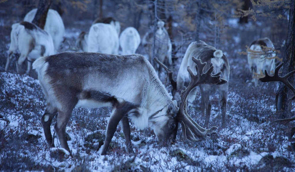 Tsataan ผู้เลี้ยงเรนเดียร์ฝูงสุดท้ายแห่งมองโกเลีย
