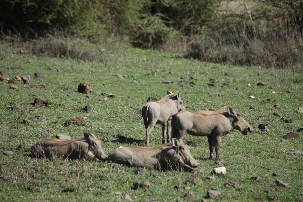 หมูป่าแห่งแอฟริกา Warthog