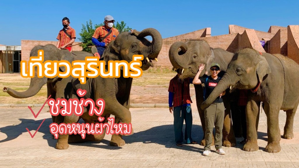 Road Trip No Plan : ต้องได้ชมช้างจึงจะถือว่ามาถึงสุรินทร์จริงๆ