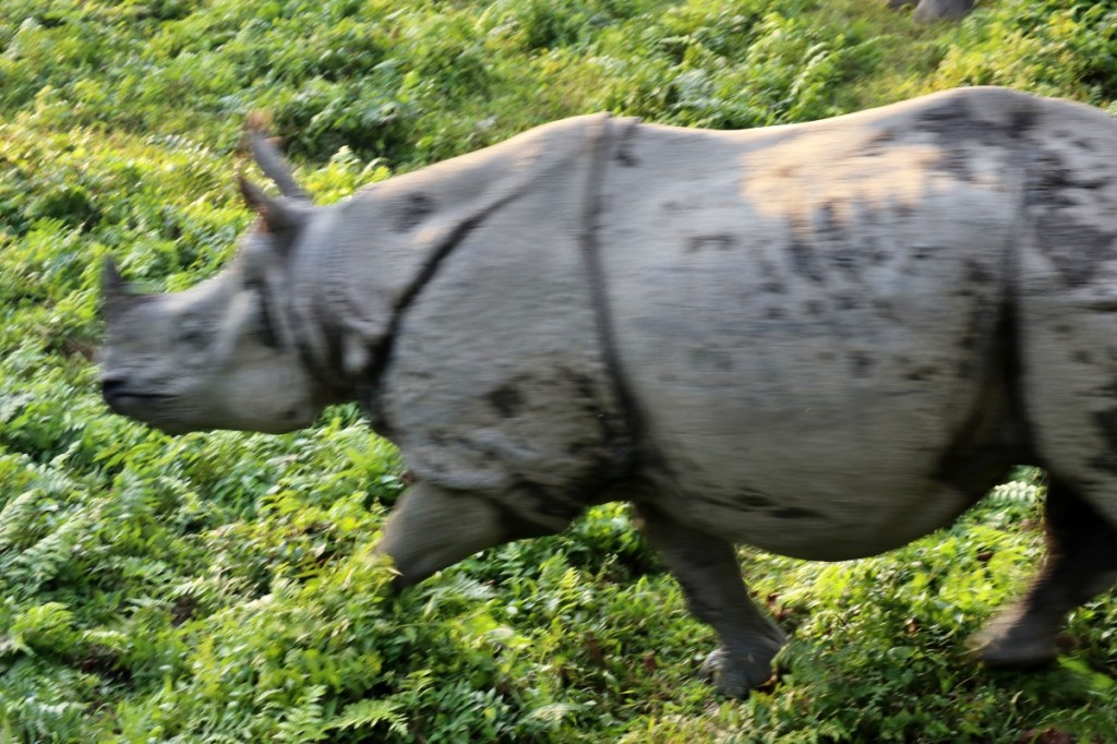 แรดอินเดีย นอเดียว