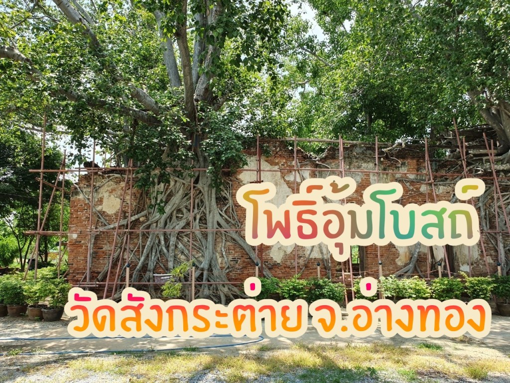 โพธิ์อุ้มโบสถ์ วัดสังกระต่าย