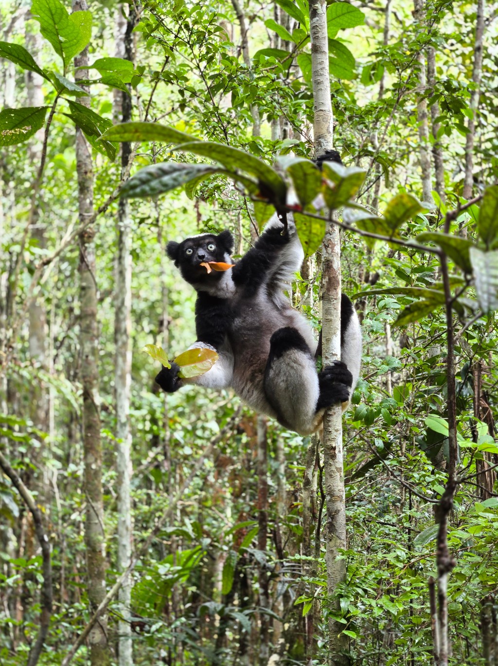 ทำไม “ลีเมอร์” จึงมีเฉพาะที่มาดากัสการ์